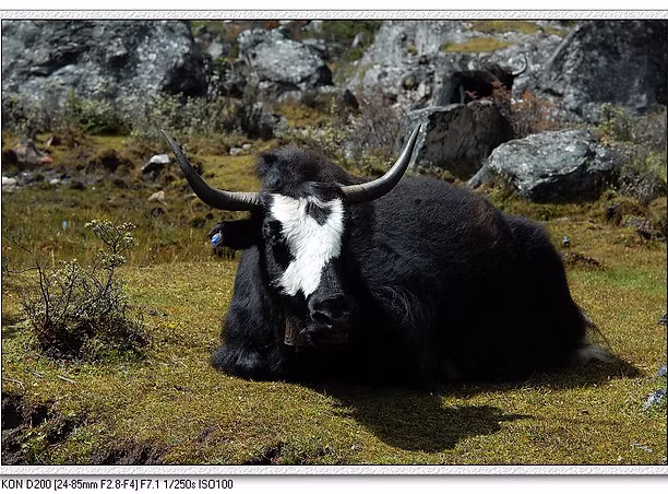 Gongga Mountain Trekking & Yoga Adventure – King of Sichuan Mountains